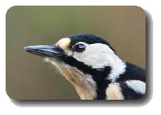 Blutspecht- Dendrocopos syriacus Blutspecht