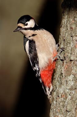 Buntspecht - Dendrocopos major