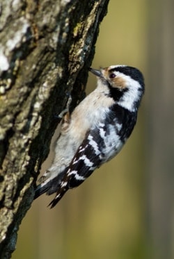Kleinspecht auf Futtersuche Kleinspecht am Baumstamm