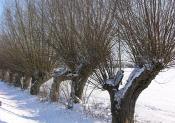 Kopfweiden im schneereichen Winter