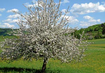 Obstbaum in voller Blüte Blühende Obstwiese