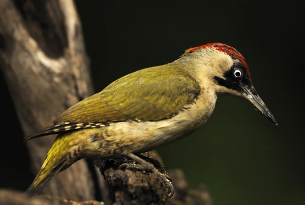 Grünspecht - Picus viridis - Female