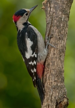 Blutspecht - Dendrocopos syriacus