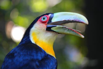 Bunttukan - Ramphastos dicolorus