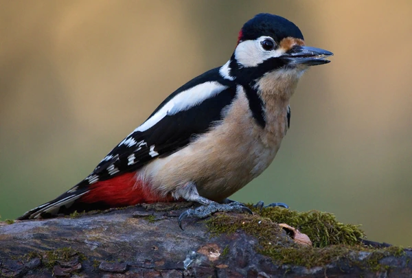 Buntspecht - Dendrocopos major