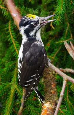 Dreizehenspecht - Picoides tridactylus