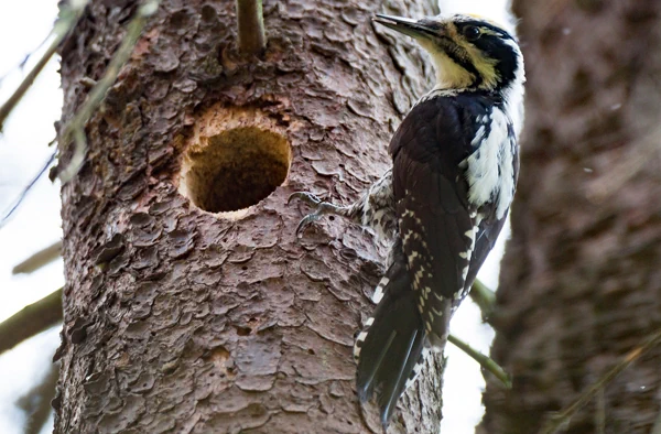 Dreizehenspecht am Baum