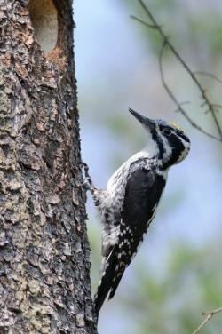 Dreizehenspecht am Nest