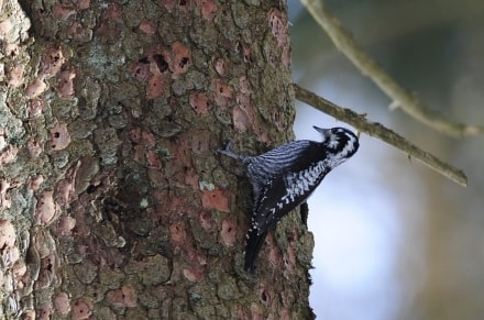 Dreizehenspecht am Baum