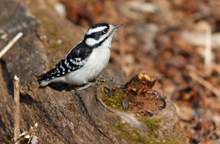 Picoides pubescens - Dunenspecht Nordamerika