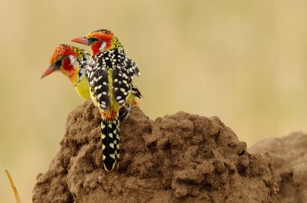 Flammenkopf-Bartvogel - Trachyphonus erythrocephalus