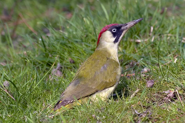 Grünspecht in Wiese sitzend