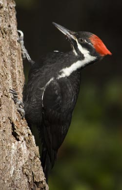 Hylatomus pileatus - Helmspecht Nordamerika