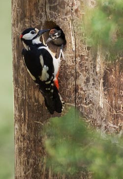 Buntspecht bei der Fütterung am Nest