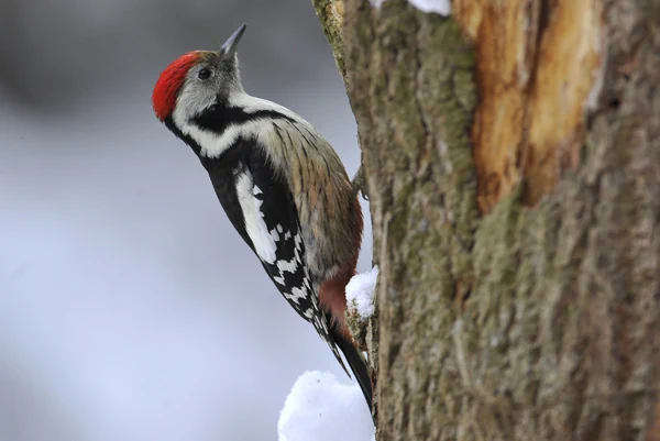 Mittelspecht bei der Nahrungssuche am Baum