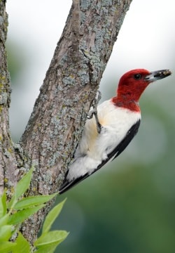 Rotkopfspecht - Melanerpes erythrocephalus