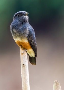 Brasilien - Schwalben-Faulvogel - Chelidoptera tenebrosa